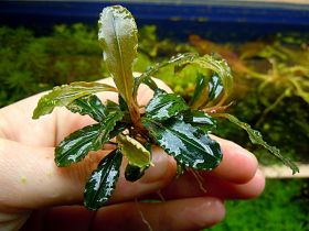 Bucephalandra sp. "Green" Lamandau